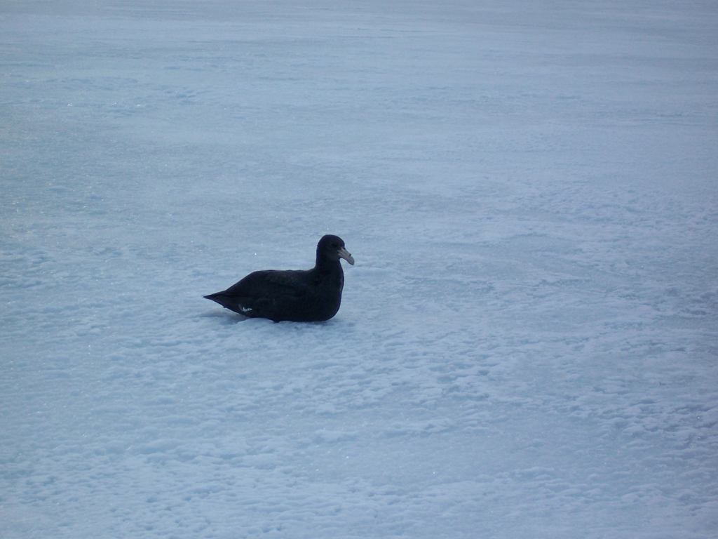 Petrel geant egare.